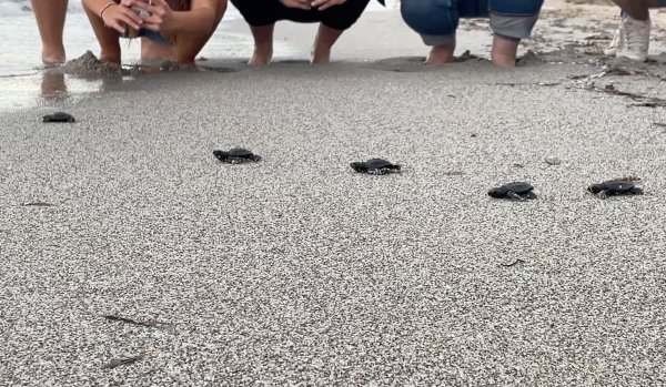 Babymeeresschildkröten am korsischen Strand Capo di Feno auf dem Weg Richtung Meer. - © CARI/dpa