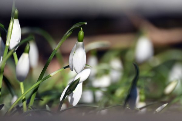 Schneeglöckchen blühen in einem Garten. - © Federico Gambarini/dpa