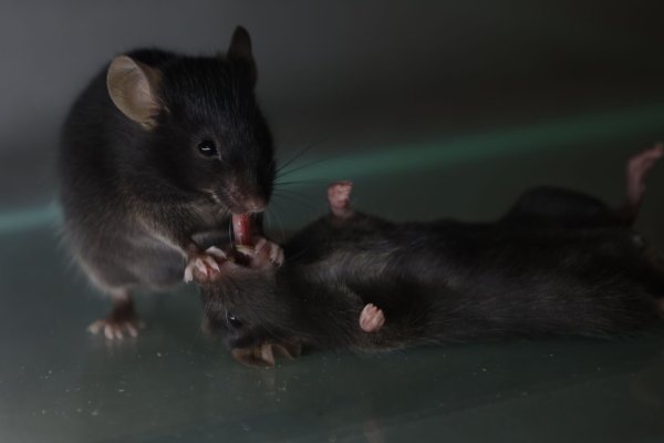 Mäuse kümmern sich um vertraute, bewusstlose Artgenossen. Sie lecken etwa am Fell und ziehen auch schon mal die Zunge ein Stück heraus. - © Wenjian Sun And Guang-Wei Zhang/dpa