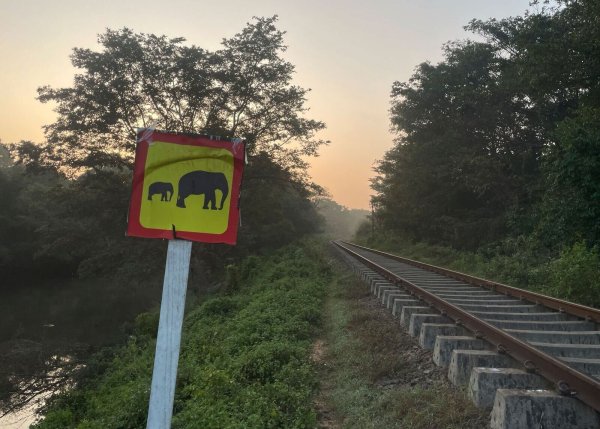 Ein Hinweisschild warnt vor wilden Elefanten. (Foto aktuell) - © Priyan Malinda/AP/dpa