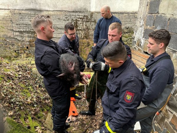 Auszubildende der Feuerwehr haben in Hagen ein junges Hausschwein aus einem Bach gerettet. - © -/Feuerwehr Hagen/dpa