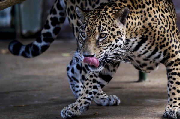 Jaguar - © Foto: Jorge Torres/EFE/EPA/dpa