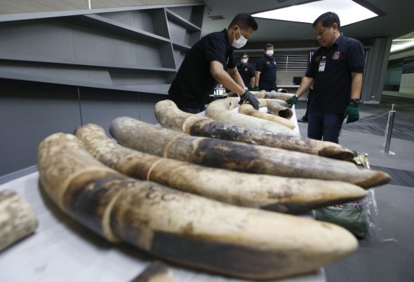 Thailändische Zollbeamte in Bangkok mit geschmuggelten und beschlagnahmten Elefantenstoßzähnen aus Nigeria. - © Sakchai Lalit/AP/dpa