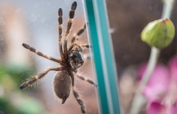 Vogelspinne - © Foto: Sebastian Gollnow