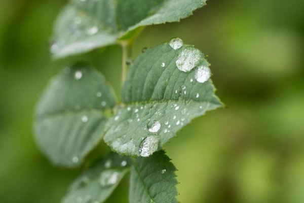 Durch den Regen treiben viele Bäume nun kräftig neue Blätter aus (Archivbild). - © Silas Stein/dpa