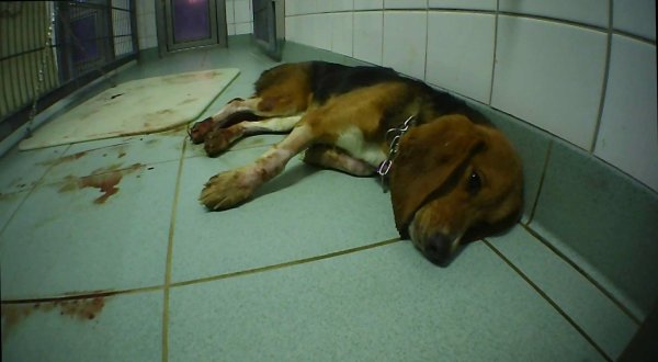 Misshandlungen bei Tierversuchen angezeigt - © Foto: SOKO Tierschutz/crueltyfree int/SOKO Tierschutz e.V./dpa