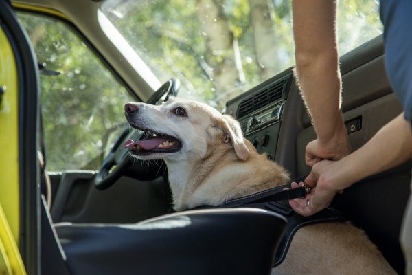 Hunde im Auto - © Foto: Christin Klose