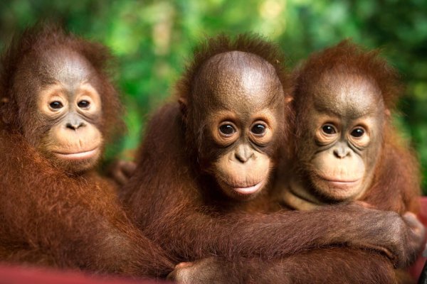 Auch jeder Einzelne kann einiges tun, um Orang-Utans zu schützen. - © Jayaprakash Bojan/Borneo Orangutan Survival/dpa