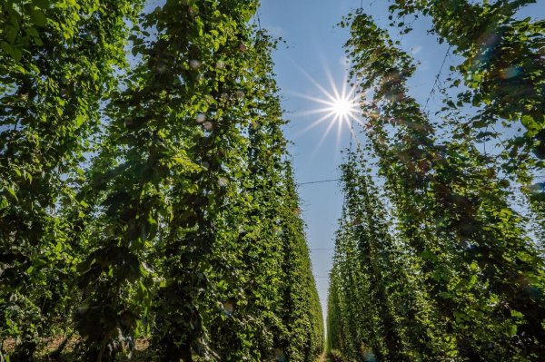 Hopfen im Anbaugebiet Hallertau. - © Armin Weigel/dpa