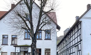 Es wurde festgestellt, dass die Linde mit einem Pilz befallen ist. Aus Gründen der Verkehrssicherheit muss sie daher kurzfristig gefällt werden. - Stadt Schieder-Schwalenberg Es wurde festgestellt, dass die Linde mit einem Pilz befallen ist. Aus Gründen der Verkehrssicherheit muss sie daher kurzfristig gefällt werden. - Stadt Schieder-Schwalenberg