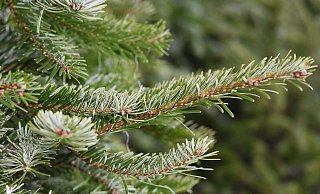 Der Weihnachtsbaum hat inzwischen ausgedient. Abgeschmückte Exemplare werden in den kommenden Tagen abgeholt oder können an Sammelstellen abgegeben werden. - Pixabay Der Weihnachtsbaum hat inzwischen ausgedient. Abgeschmückte Exemplare werden in den kommenden Tagen abgeholt oder können an Sammelstellen abgegeben werden. - Pixabay