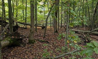 Viele B&auml;ume des Waldes seien nicht mehr standsicher, sie m&uuml;ssen entfernt werden, sagt der Landesverband. - LVL