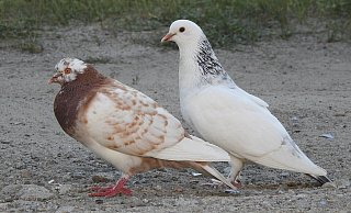 Acht Tauben wurden aus einem Garten gestohlen. - Symbolbild: Pixabay