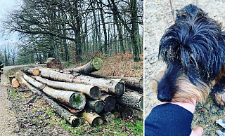 Ein junger Dackel ist am Sonntag unter einem Holzstapel verschwunden. - Feuerwehr Bad Salzuflen Ein junger Dackel ist am Sonntag unter einem Holzstapel verschwunden. - Feuerwehr Bad Salzuflen