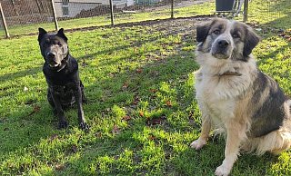 Hündin Reha und Rüde Felix suchen ein gemeinsames Zuhause. Aktuell wohnen sie im Tierheim Detmold. - Tierheim Detmold