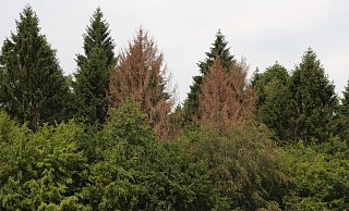 Abgestorbene Fichten sind auch im Blomberger Stadtwald vereinzelt zu sehen. Abgestorbene Fichten sind auch im Blomberger Stadtwald vereinzelt zu sehen.