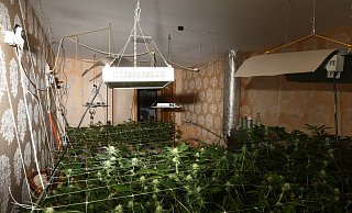 In einem ausgeklügelten System soll ein 33-Jähriger in Niese eine Marihuana-Plantage unterhalten haben. - Pol
