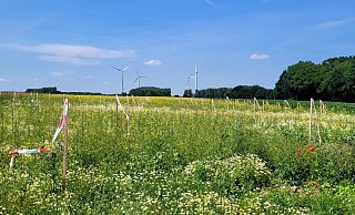 Auf diesem Feld an der Straße Büllinghausen zwischen Lieme und Hörstmar werden die Stadtwerke Münster ein Windrad bauen. Sie wollen die Bürger an dem Projekt beteiligen und versprechen gute Rendite. - Katrin Kantelberg