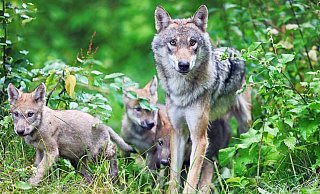 Ganz zweifelsfrei handelt es sich bei diesen Tieren im Tierpark Olderdissen um Wölfe. - Sarah Jonek Ganz zweifelsfrei handelt es sich bei diesen Tieren im Tierpark Olderdissen um Wölfe. - Sarah Jonek