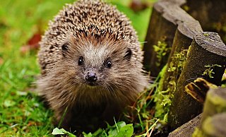 In der Nacht fahrende Mähroboter können für Igel lebensbedrohlich sein, weshalb Gartenbesitzer darauf verzichten sollten. - Pixabay