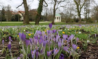 Im Kurpark Bad Salzuflen sind bereits im Februar viele blühende Pflanzen zu sehen. - Till Sadlowski Im Kurpark Bad Salzuflen sind bereits im Februar viele blühende Pflanzen zu sehen. - Till Sadlowski