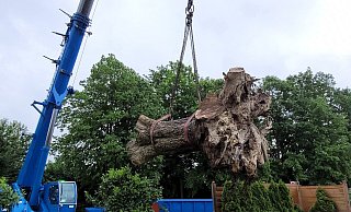 Ein 100-Tonnen-Kran musste anr&uuml;cken, um die 9 Tonnen schwere Wurzel zu heben. - Arborex