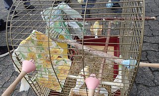 Das sind die geretteten Vögel. - Daniel Hobein