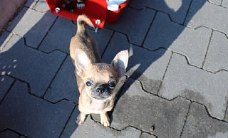 Einer der vier Chihuahuawelpen. - Polizei Lippe