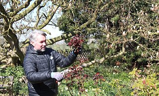 Thomas Dornfeld nutzt die warmen Sonnenstrahlen, um an Rosen und Stauden Vertrocknetes abschneiden.  - Cordula Gröne(LZ)