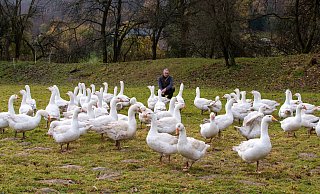 Matthias Heupel vom Sprengerhof mit seinen Gänsen. - Raphael Bartling