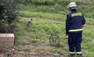 "Sagen wir unentschieden?" Ausdauer und Geduld musste die Blomberger Feuerwehr beweisen, um einen geschwächten Hahn einzufangen. - Feuerwehr Blomberg "Sagen wir unentschieden?" Ausdauer und Geduld musste die Blomberger Feuerwehr beweisen, um einen geschwächten Hahn einzufangen. - Feuerwehr Blomberg