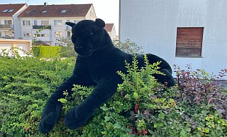 Das "Raubtier" thront auf einer Hecke. - Polizei Lippe