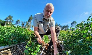 Förster Stephan Radeck zeigt inmitten der grünen Begleitvegetation eine der vertrockneten Douglasien am Nabberg. Er bedauert, dass die Bewässerungsaktion der Feuerwehr erfolglos blieb. - Michaela Weiße