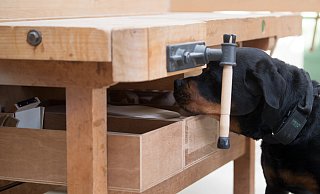 Rottweiler Yam untersucht eine Werkbank in einer Werkhalle der Kölner Justizvollzugsanstalt. - Federico Gambarini/dpa