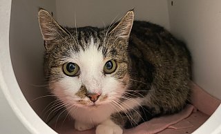Die kleine Nova sucht ein neues Zuhause. - Tierheim Detmold