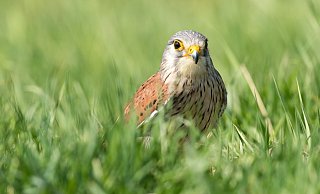 Falken br&uuml;ten gerne an der Turnhalle in Hohenhausen. - Pixabay