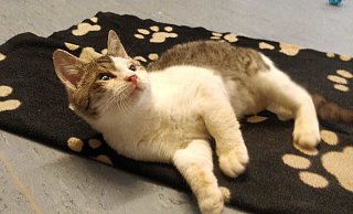 "Schnupfi" sucht ein neues Zuhause. - Tierheim Detmold