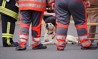 Mit gro&szlig;en Augen blickt der Labrador zu seinen Rettern von der Feuerwehr und den Betreuern des DRK auf. - Freitag TV/Stock