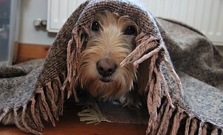 Nur verstecken: Viele Hunde suchen Sylvester unter der Decke Schutz. Auch ein T-Shirt oder Bachblüten können den Tieren bei Panik helfen.  - Katrin Kantelberg(LZ)