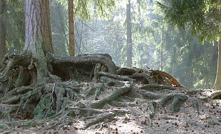 Zeichen für mehr Naturschutz: Das wollen CDU und Grüne setzen. - Vera Gerstendorf-Welle