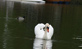 Zum Fototermin gibt sich der Schwan am Kurparksee auch gegenüber anderem Federvieh geradezu lammfromm. Er kann aber auch anders, wie Augenzeugen berichten. Fotos: Thomas Reineke - Thomas Reineke Zum Fototermin gibt sich der Schwan am Kurparksee auch gegenüber anderem Federvieh geradezu lammfromm. Er kann aber auch anders, wie Augenzeugen berichten. Fotos: Thomas Reineke - Thomas Reineke