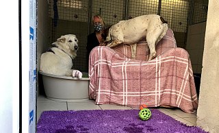 Melanie Vogt mit zwei Hunden in dem neugestakteten Zwinger. Der Blick geht durch die Türe, die neu eingebaut worden ist. - Sven Kienscherf Melanie Vogt mit zwei Hunden in dem neugestakteten Zwinger. Der Blick geht durch die Türe, die neu eingebaut worden ist. - Sven Kienscherf