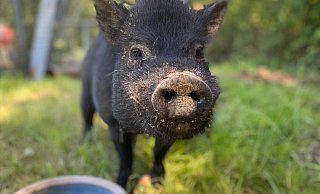 Ein Schweinchen namens "Bacon" ist gerade im Detmolder Tierheim zu Gast. - Tierheim Detmold