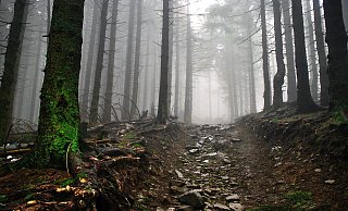 In einem Waldstück in Wierborn sind Überreste eines Tierkadavers gefunden worden. - Symbolbild: Pixabay.com In einem Waldstück in Wierborn sind Überreste eines Tierkadavers gefunden worden. - Symbolbild: Pixabay.com