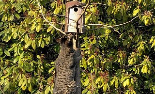 Katzen suchen nicht selten ungewöhnliche Orte auf. Hier bahnt sich übrigens keine tragische Geschichte an. Das Vogelhäuschen ist leer. - Thomas Reineke Katzen suchen nicht selten ungewöhnliche Orte auf. Hier bahnt sich übrigens keine tragische Geschichte an. Das Vogelhäuschen ist leer. - Thomas Reineke