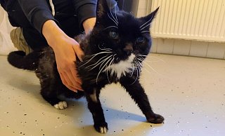 Die Tierheimnotfall-Katze "Sam" sucht ein neues Zuhause. - Tierheim Detmold