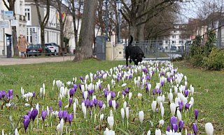 Frühjahrsblüher wie diese Krokusse an der Allee in Detmold versprühen schon einen Hauch von Frühling. Darüber freut sich auch Hund Luna. - Jana Beckmann