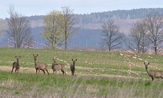Rehe im Beller Feld – das Areal steht zur Disposition als Fläche für Amazon. Das Unternehmen möchte dort ein Logistikzentrum einrichten. - Sabine Röntgen-Schmalenberg