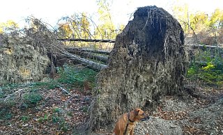 Wetterextreme hinterlassen in Lippe Spuren: Die Aufräumarbeiten nach Friederike sind immer noch nicht abgeschlossen. Hinzu kommen die Schäden durch den Borkenkäfer und die lange Trockenheit. - Vera Gerstendorf-Welle