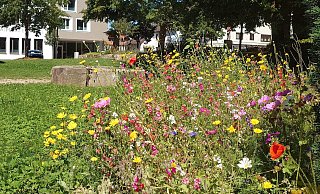 Ein wahrer Augenschmaus: Blühfläche im Bürgergarten in Bösingfeld. - Marketing Extertal Ein wahrer Augenschmaus: Blühfläche im Bürgergarten in Bösingfeld. - Marketing Extertal